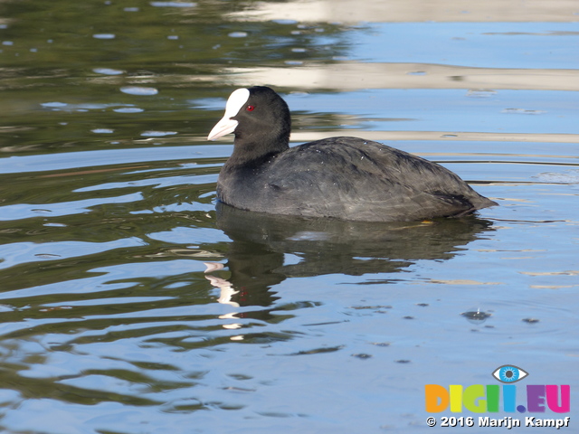 FZ025284 Coot (Fulica atra)